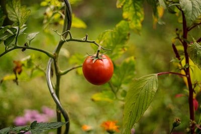 Semer les graines de tomates : quelle période est propice ?