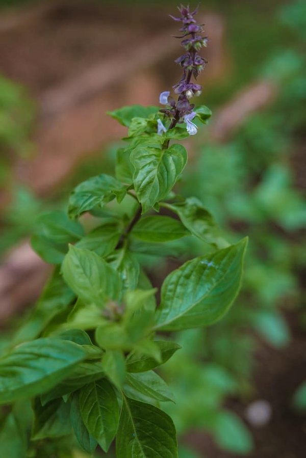 Réduire son empreinte carbone lors d'un mariage : optez pour des cadeaux d'invités écologiques et durables