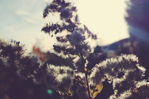 Créations uniques de fleur séchée chez l'Alizé Fleurie